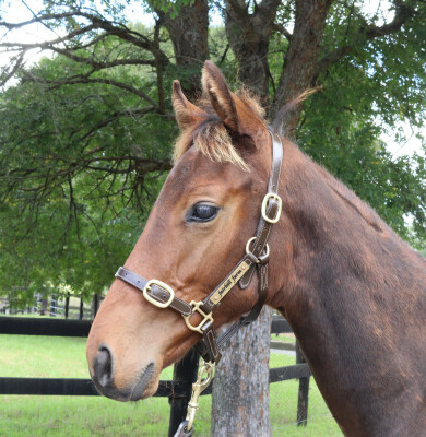 Lot 329: Farnan / Coleraine