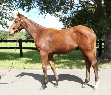 Lot 334: Jacquinot / Cribbage