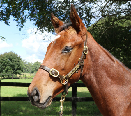 Lot 334: Jacquinot / Cribbage