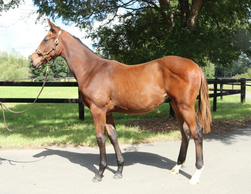 Lot 358: Acrobat / Dragon's Tail