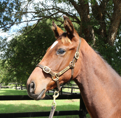 Lot 358: Acrobat / Dragon's Tail