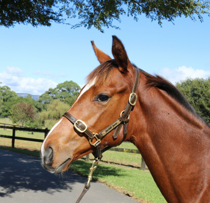 Lot 411: Farnan / Got to be a Dream