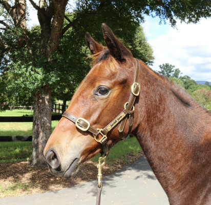 Lot 422: State of Rest (IRE) / Hebrides