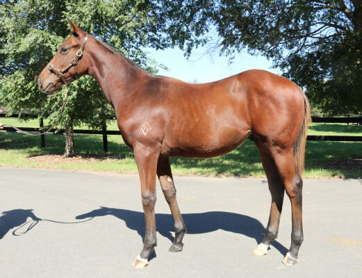 Lot 485: Acrobat / Lady of the Falls (NZ)