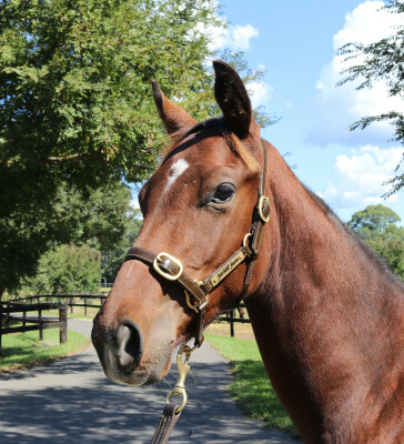 Lot 485: Acrobat / Lady of the Falls (NZ)