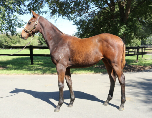 Lot 491: Microphone / Laney (USA)