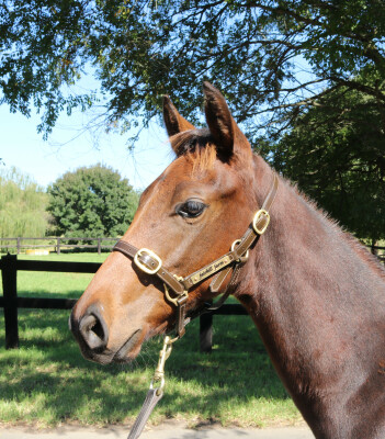 Lot 491: Microphone / Laney (USA)