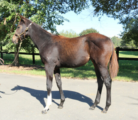 Lot 500: Hellbent / Limbo Down (NZ)