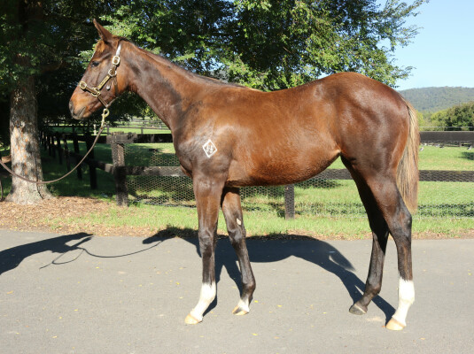 Lot 559: Jacquinot / Miss Quaintly