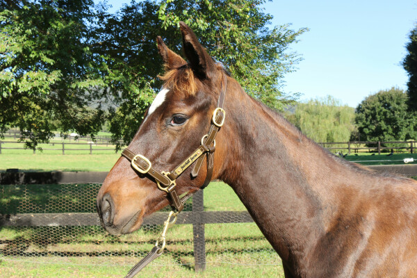 Lot 559: Jacquinot / Miss Quaintly