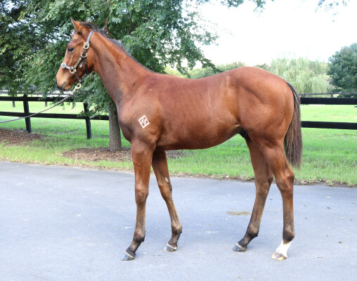 Lot 572: Jacquinot / My Chicharita (NZ)