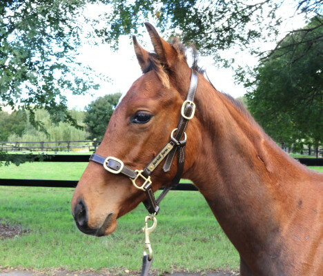 Lot 572: Jacquinot / My Chicharita (NZ)