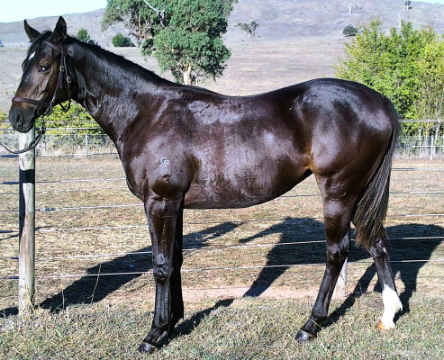 Lot 235: Bivouac / Igraine