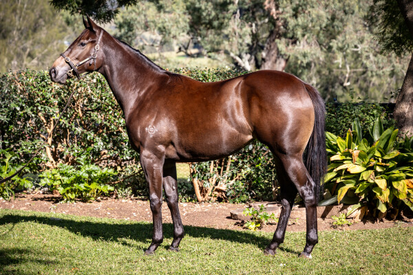 Lot 258: Graff / Legal Eagle