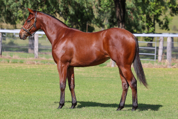 Lot 14: Cosmic Force / Parjinka