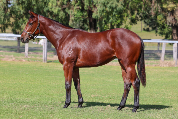 Lot 61: Tassort / Shock Me (NZ)