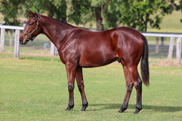 Lot 234: Profiteer / I'm With Flex (NZ)
