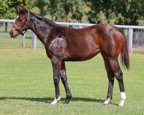 Lot 43: Churchill (IRE) / Pink Rocks