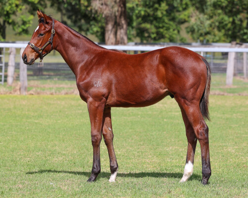 Lot 69: Jacquinot / Ready to Pick