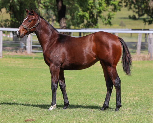 Lot 111: Cosmic Force / Sepplime
