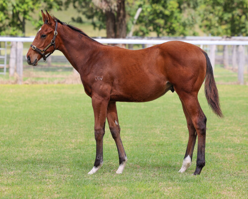 Lot 128: Brutal (NZ) / Sirius Girl