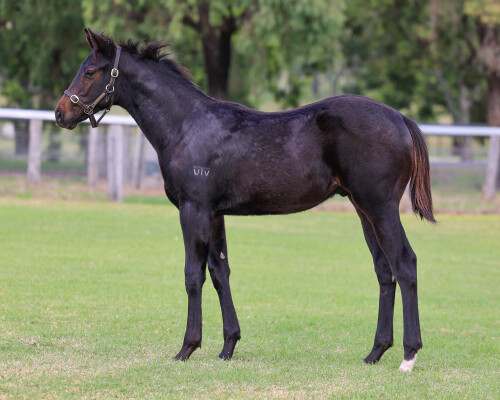 Lot 483: Cosmic Force / Lady Moochi (NZ)