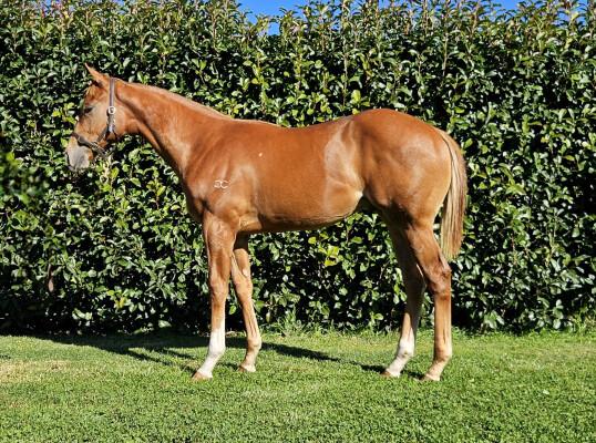 Lot 365: Jacquinot / Embark