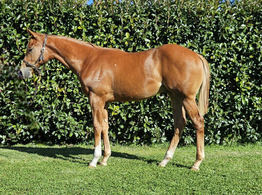 Lot 365: Jacquinot / Embark