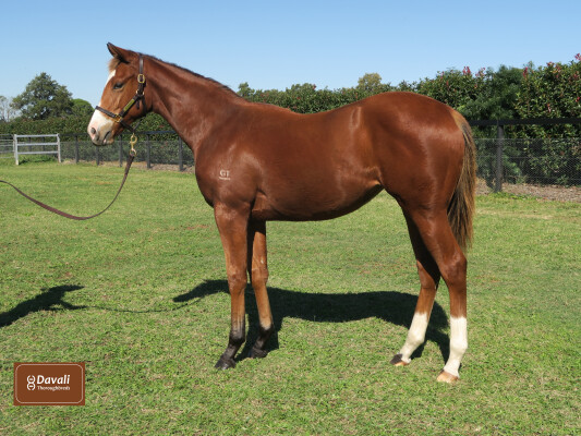 Lot 47: Hellbent / Polina (NZ)