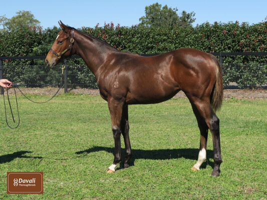 Lot 290: Pierata / Brand New Choice