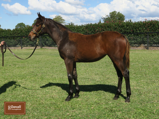 Lot 352: So You Think (NZ) / Dolomites