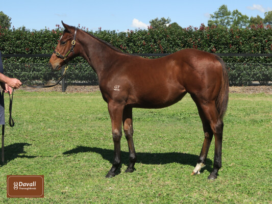 Lot 368: Acrobat / Endorphins