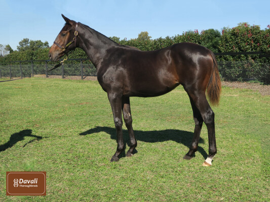 Lot 374: State of Rest (IRE) / Estrado