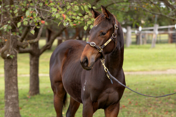 Lot 153: North Pacific / Sticky Beak