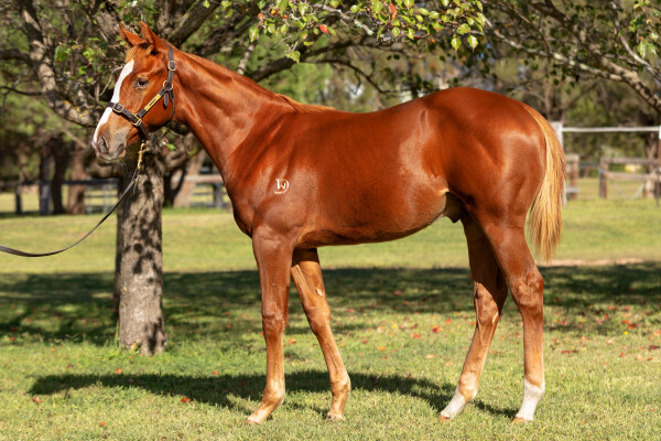 Lot 189: Stay Inside / The Snow Queen (NZ)