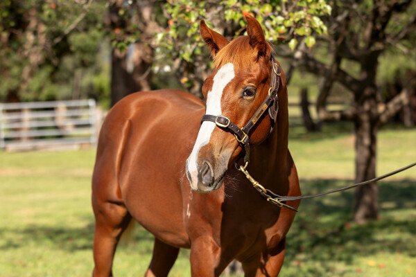 Lot 189: Stay Inside / The Snow Queen (NZ)