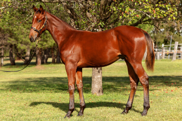 Lot 270: Ellsberg / Atoine