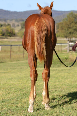 Lot 189: Stay Inside / The Snow Queen (NZ)