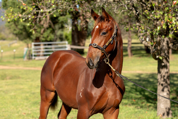 Lot 270: Ellsberg / Atoine