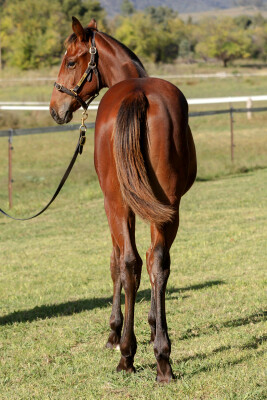 Lot 270: Ellsberg / Atoine