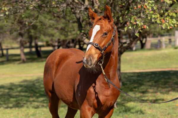 Lot 280: King's Legacy / Bergdorf