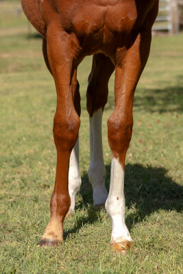 Lot 280: King's Legacy / Bergdorf