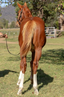 Lot 280: King's Legacy / Bergdorf