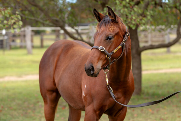 Lot 325: Profiteer / Clever Buttons (NZ)