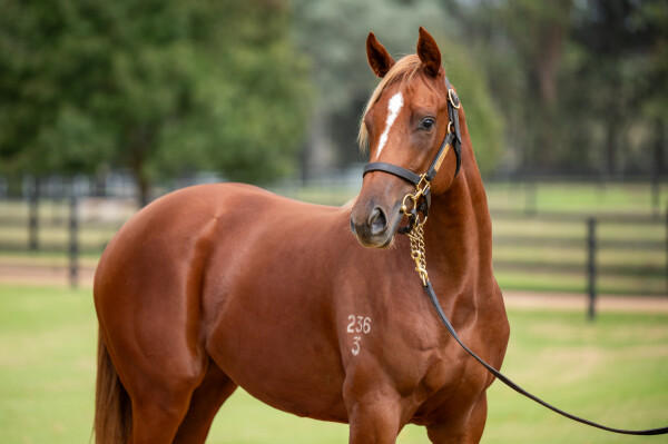 Lot 97: Xtravagant (NZ) / The Party Girl