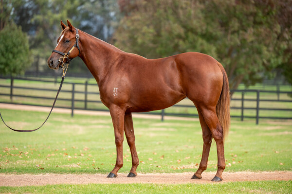 Lot 97: Xtravagant (NZ) / The Party Girl