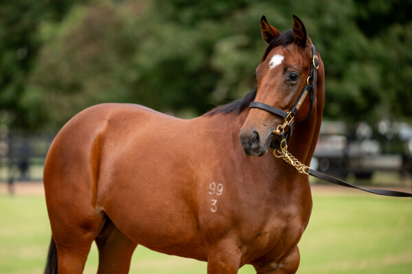 Lot 105: Supido / True Grace