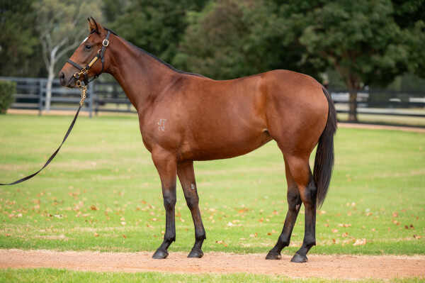Lot 105: Supido / True Grace
