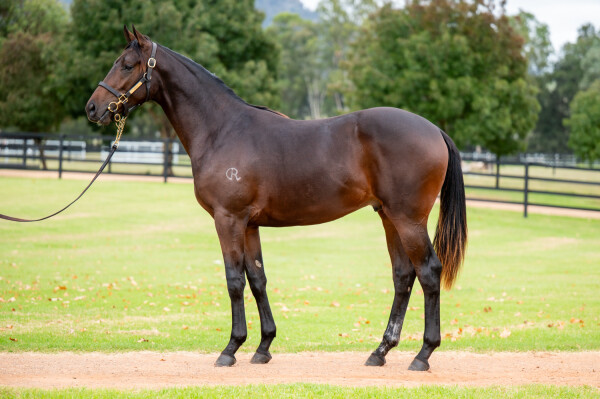 Lot 152: Yes Yes Yes / Azure Sky