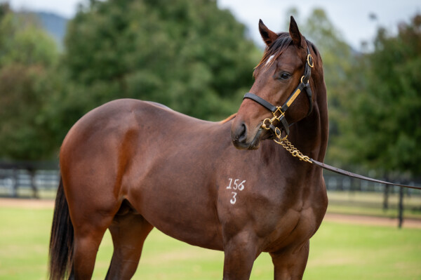 Lot 186: Russian Camelot (IRE) / Cordilla